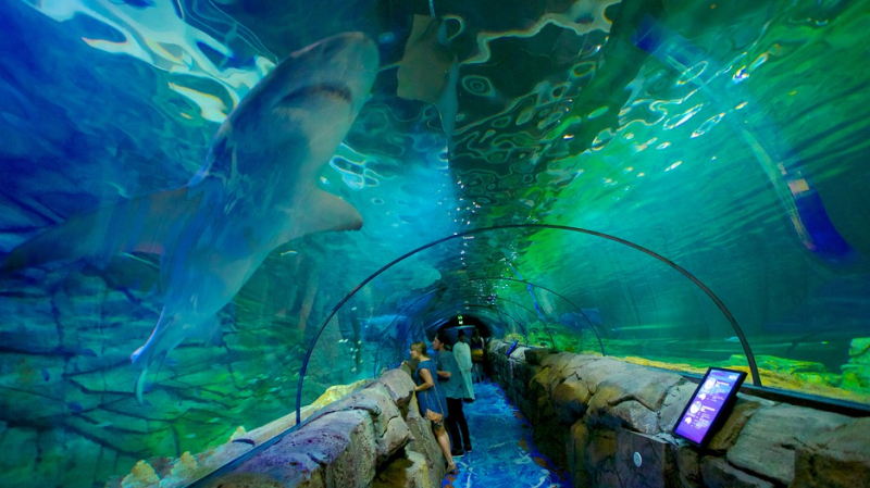 Bảo tàng Hải dương học Sydney Aquarium