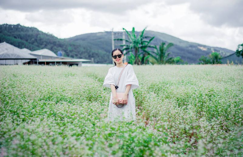 Cánh đồng hoa tam giác mạch tại Đà Lạt Milk Farm.