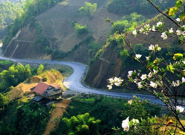 Hoa mận trắng ở Điện Biên