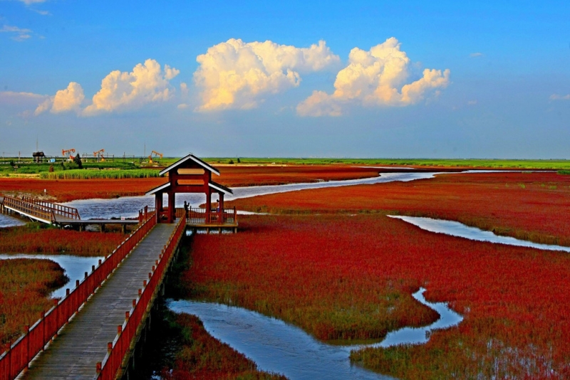 Bãi biển đỏ - Trung Quốc