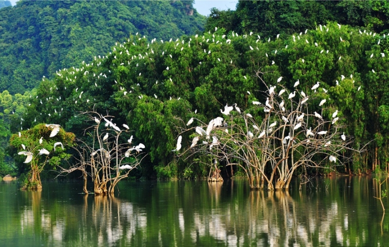 Sân chim Vàm Hồ