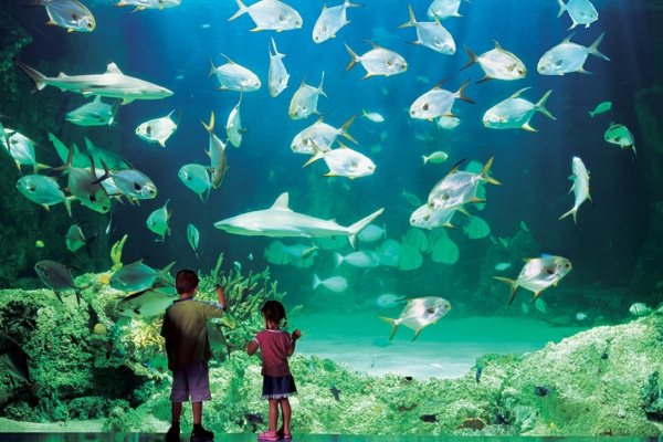 Bảo tàng Hải dương học Sydney Aquarium