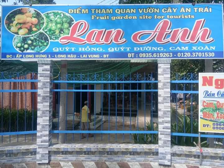 Vườn quýt hồng Lan Anh