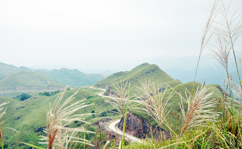 Biên cương Bình Liêu mùa hoa cỏ lau