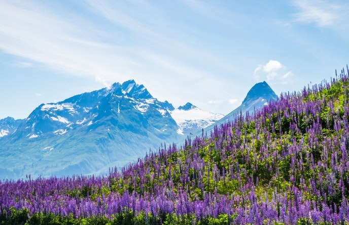 Cánh đồng Hoa lupin ở miền nam Alaska hay Chile Patagonia