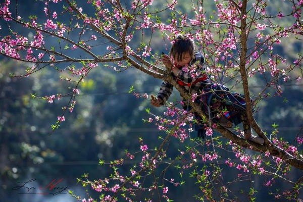 Hoa đào rừng Sa Pa