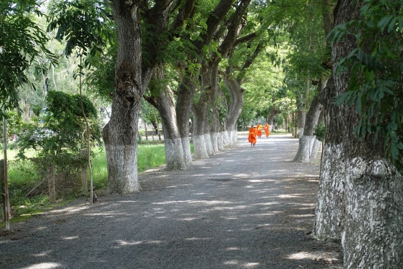 Con đường nhỏ với những hàng còng trăm tuổi xanh mát cả lối đi