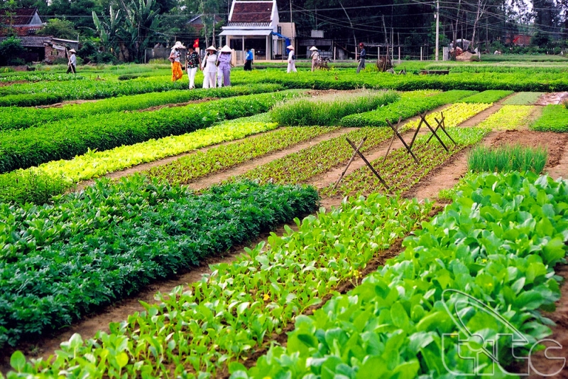 Làng rau Trà Quế