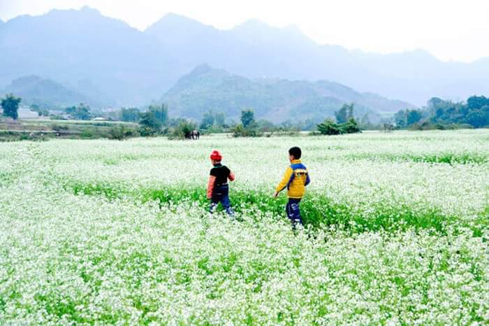 Những cánh đồng hoa cải trắng trãi dài khắp chân núi