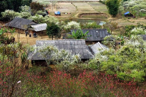 Hoa mận trắng Mộc Châu