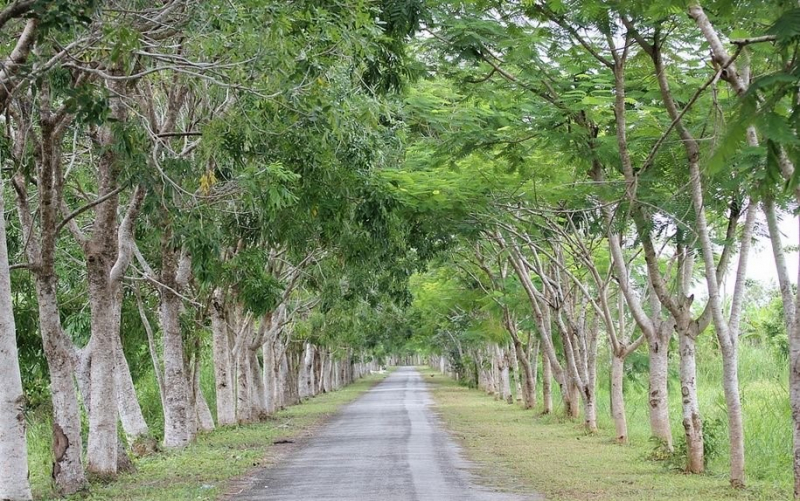 Đường vào rừng U Minh Thượng