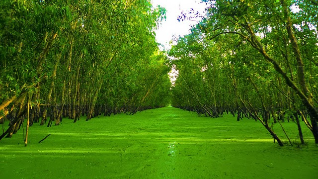 Khung cảnh xanh mướt tại rừng tràm Trà Sư