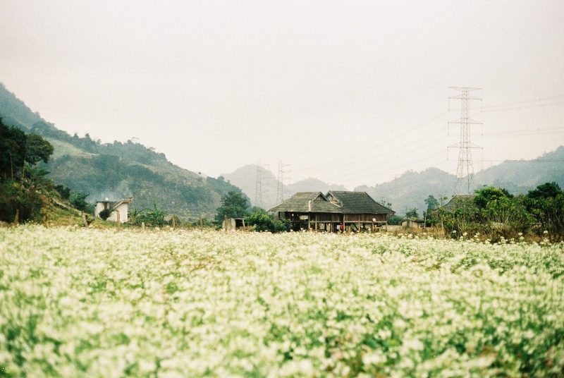 Đẹp say lòng mùa hoa cải