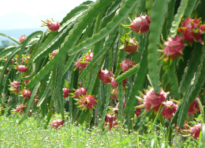 Vườn Thanh long tại Phan Thiết