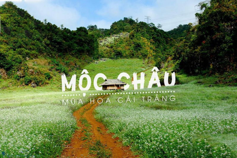 Thiên đường hoa cải trắng ở Mộc Châu