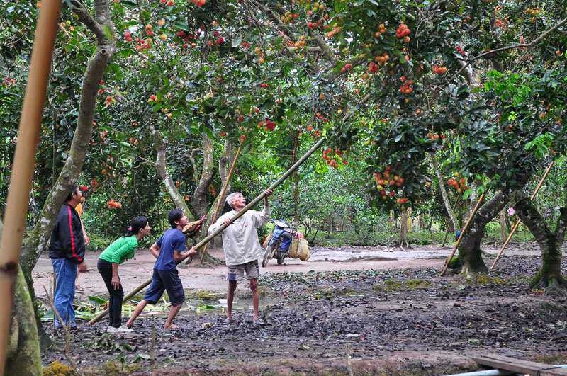 Khách tham quan thích thú với vườn trái cây