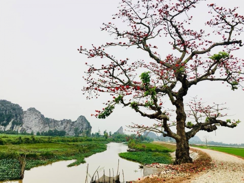 Hoa gạo