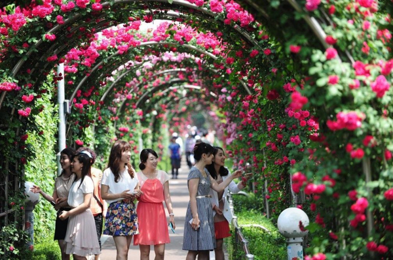 Công viên hoa hồng Rose Park