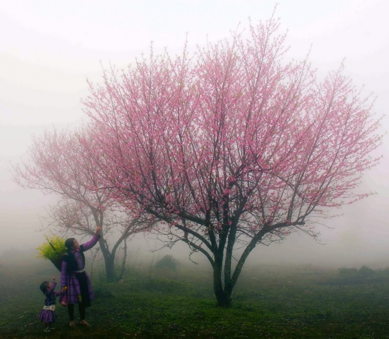 Hoa đào trong sương sớm