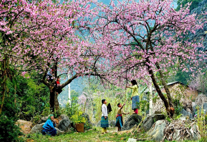 Hoa đào nở rộ ở Mai Châu