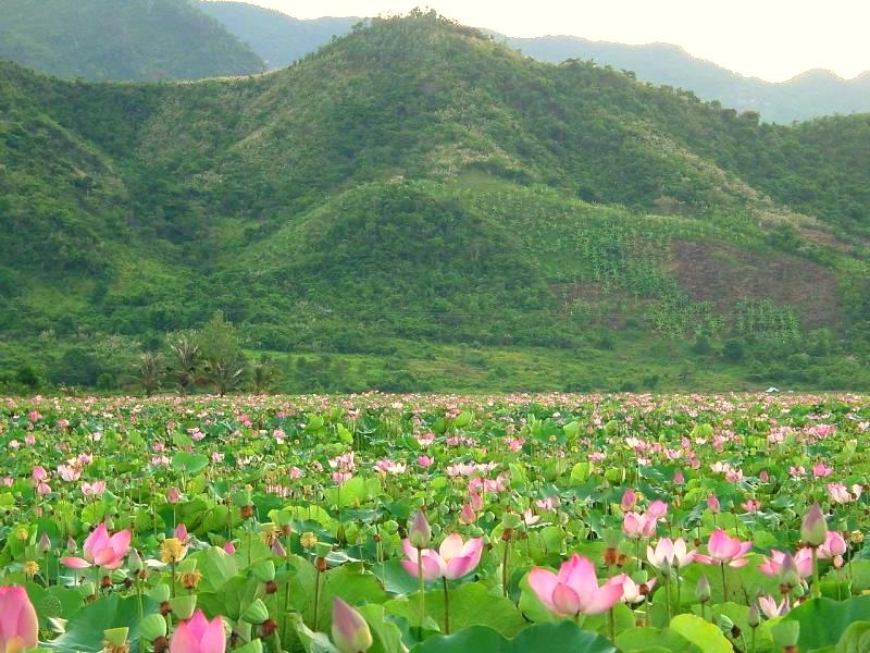 Quan Sơn mùa sen nở