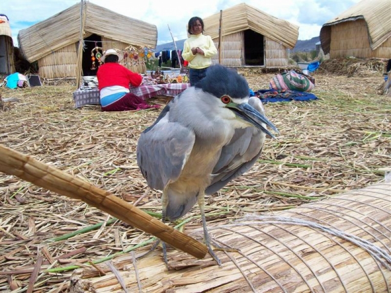 Hồ Titicaca