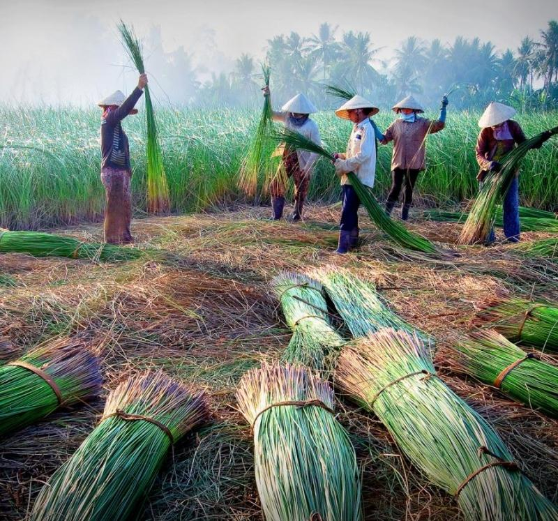 Làng dệt chiếu Hới