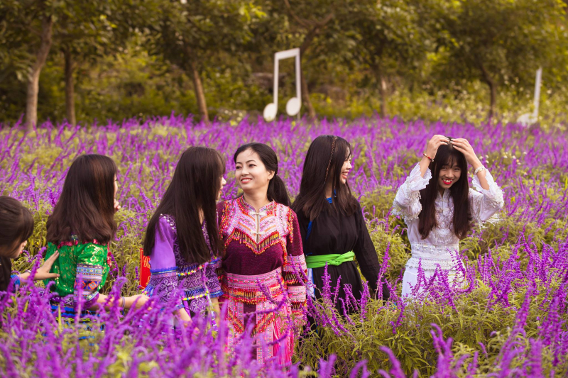 Thung lũng hoa Thải Giàng Phố