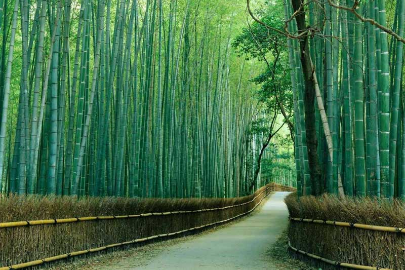 Arashiyama (Nhật Bản)