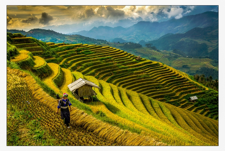 Ruộng bậc thang Mù Cang Chải - Việt Nam