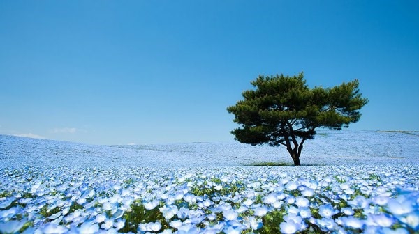 Cánh đồng hoa Nemophila