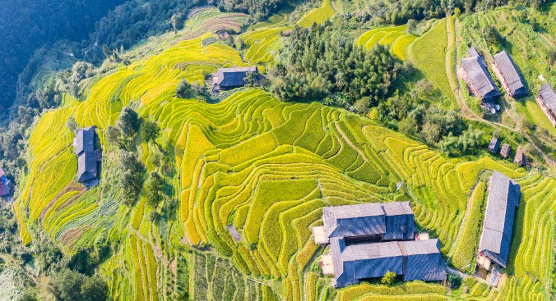 Ruộng bậc thang Long Tích - Trung Quốc