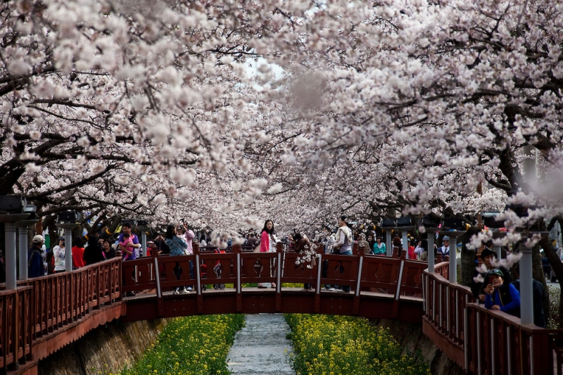 Trong suốt những ngày diễn ra hội hoa anh đào Jinhae sáng bừng sức sống mãnh liệt