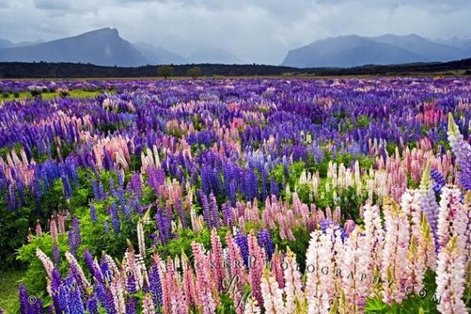 Hoa lupin ở hồ Tekapo, New Zealand