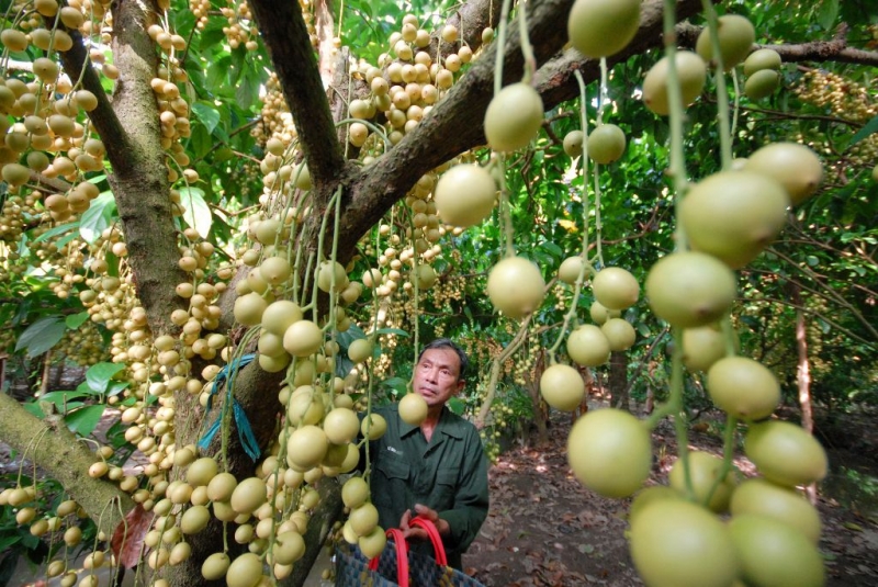 Vườn nhãn trĩu quả