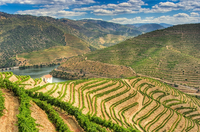 Ruộng bậc thang ở Douro, Bồ Đào Nha