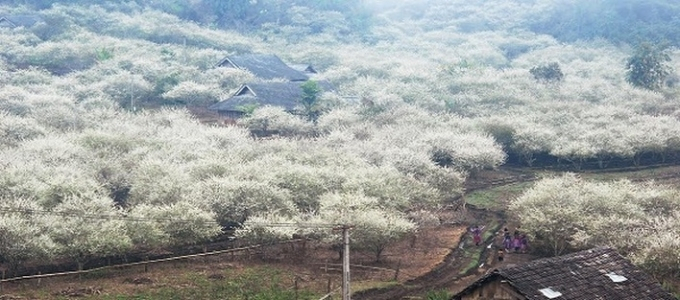 Hoa mận Bắc Hà