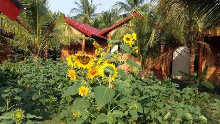 Coconut Homestay Bến Tre