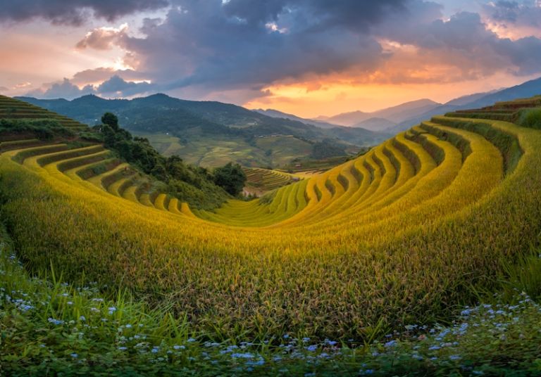 cánh đồng lúa chín Mù Cang Chải