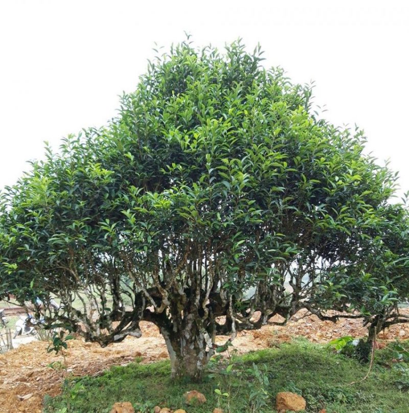 Hình ảnh của một cây chè cổ thụ Suối Giàng được công nhận Cây di Sản Việt Nam.
