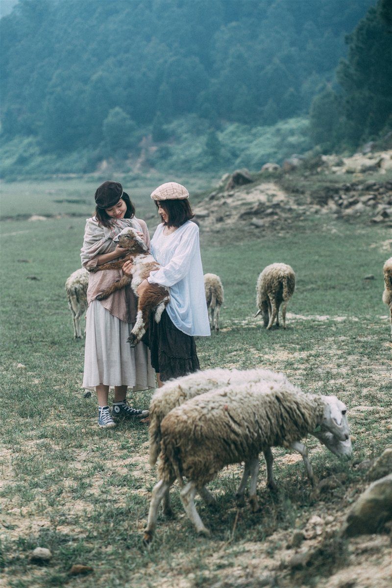 trang trại cừu