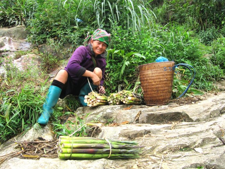 Măng rừng Tây Bắc được người dân hái về đem ra chợ bán