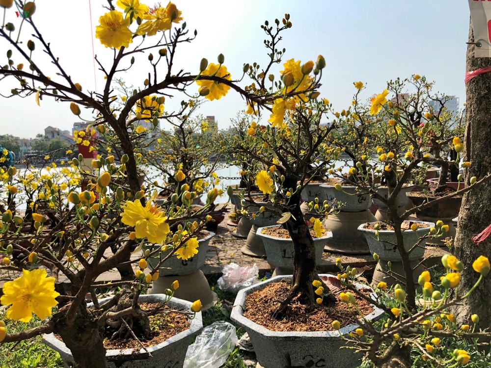 nhung vuon trai cay noi tieng o ben tre