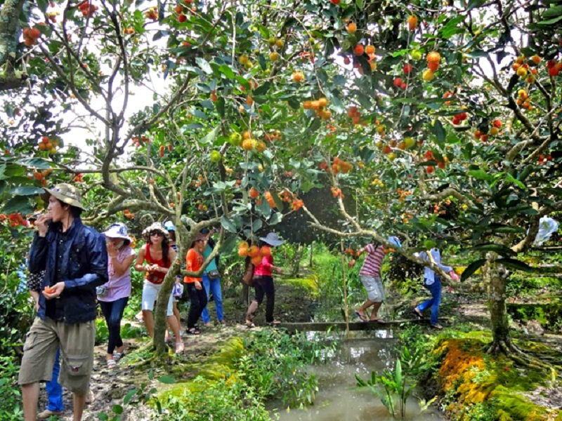 nhung vuon trai cay noi tieng o ben tre