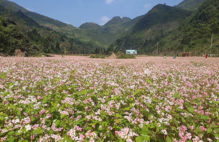 Loài hoa được trồng rất nhiều ở Hà Giang