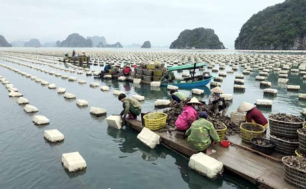 Hàu nuôi trên vịnh Bái Tử Long. Ảnh: Tạp chí Thương hiệu và Công luận.