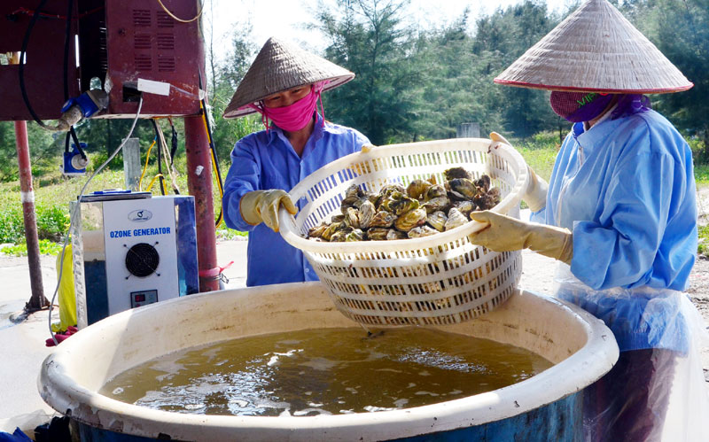 Sục ozone hàu. Ảnh: Báo Quảng Ninh.