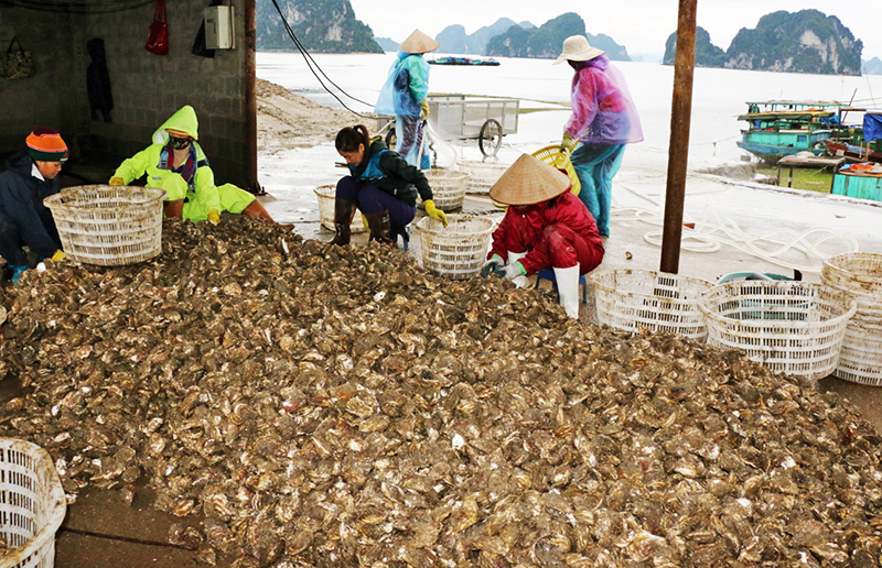 Thu hoạch hàu. Ảnh: Báo Quảng Ninh