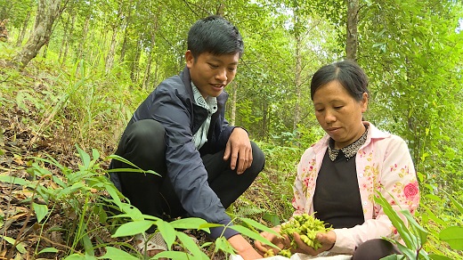 Người Bình Liêu thu hoạch hồi. Ảnh: Báo Quảng Ninh.