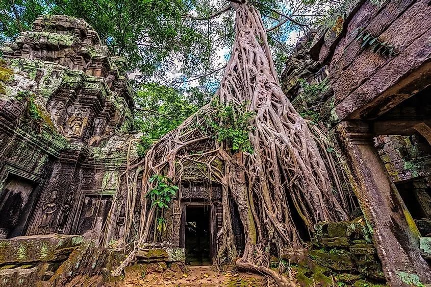 Đền Ta Prohm. Ảnh: @ilana.tulloch.